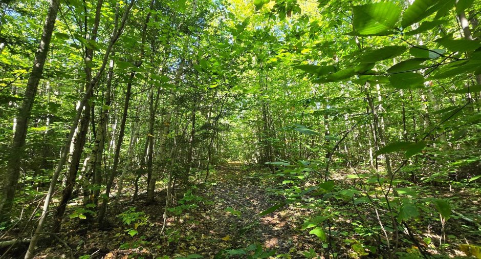 Terre à bois
