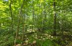 Terre/Terrain
