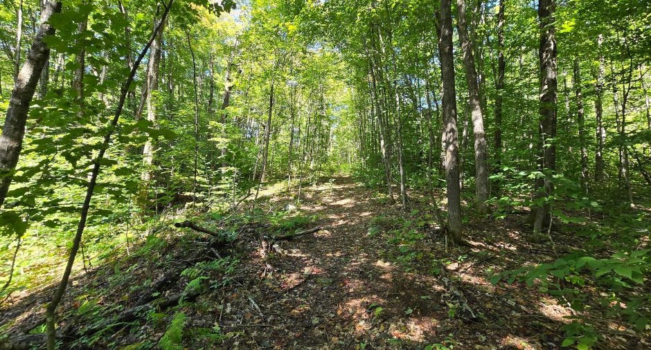 Terre à bois