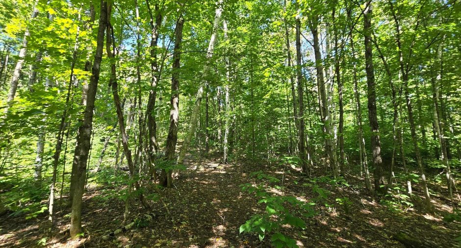 Terre/Terrain