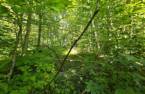 Terre à bois