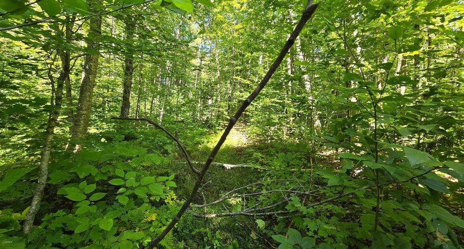 Terre à bois