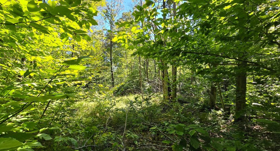 Terre/Terrain