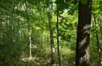 Terre à bois