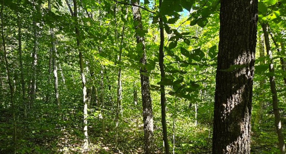 Terre à bois