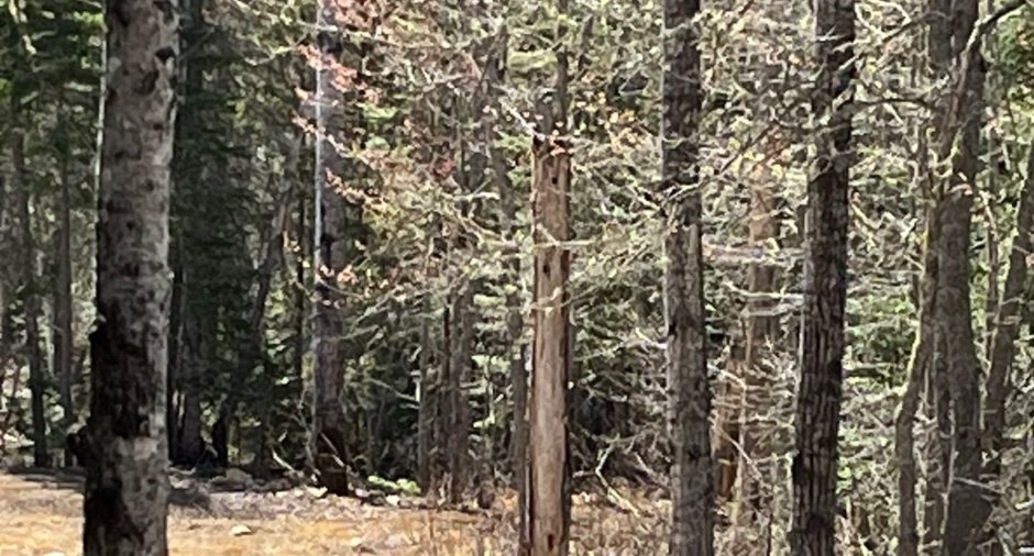 Land/Lot