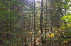 Terre/Terrain