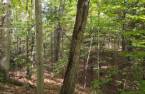 Terre/Terrain