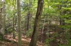 Terre/Terrain