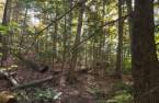 Terre/Terrain
