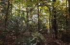Terre/Terrain