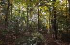 Terre/Terrain