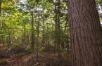 Terre/Terrain