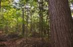 Terre/Terrain