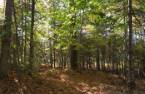 Terre/Terrain