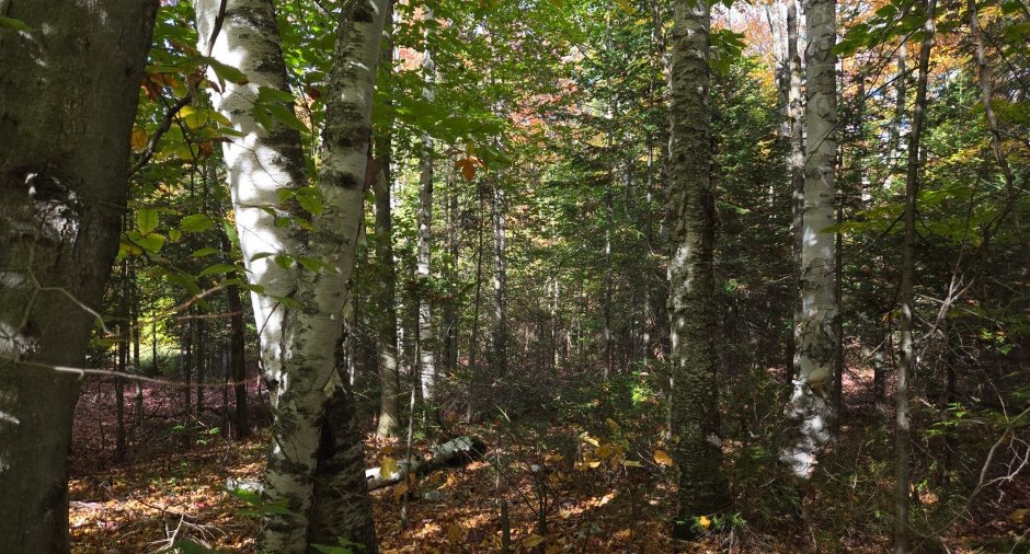 Terre/Terrain