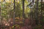 Terre/Terrain