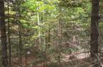 Terre/Terrain