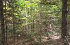 Terre/Terrain