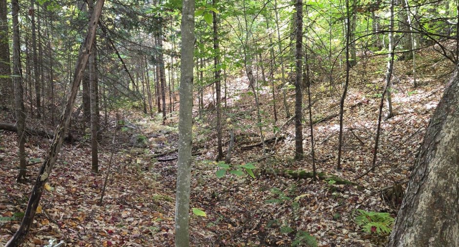 Terre/Terrain