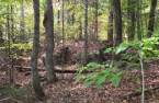 Terre/Terrain