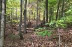 Terre/Terrain