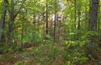 Terre/Terrain