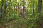 Terre/Terrain