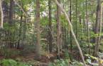 Terre/Terrain