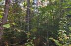 Terre/Terrain