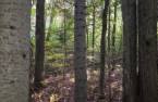 Terre/Terrain