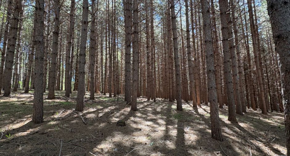 Terre à bois