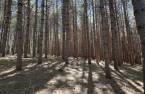 Terre à bois