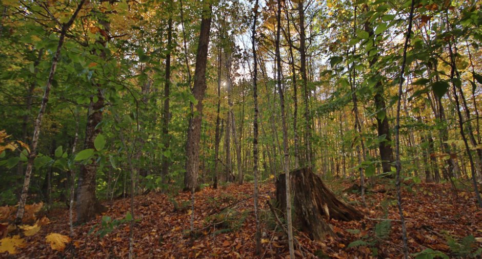 Terre/Terrain