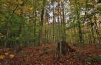 Terre/Terrain