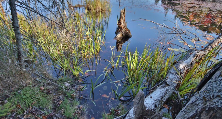 Bord de l'eau