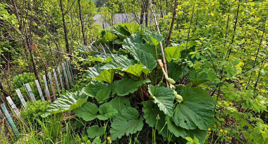 Jardin