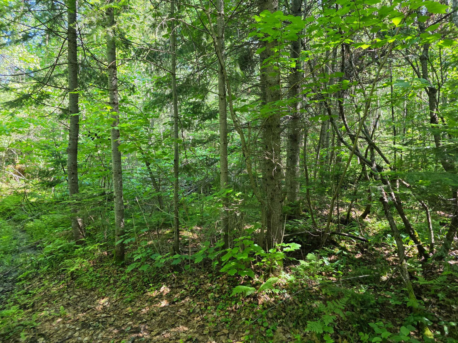 Ch. du Domaine-Bernier — photo 3