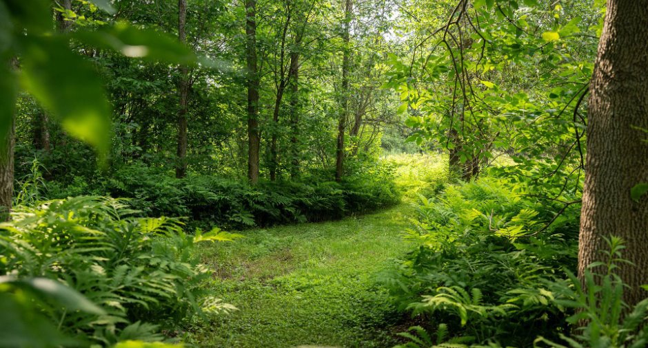 Terre/Terrain