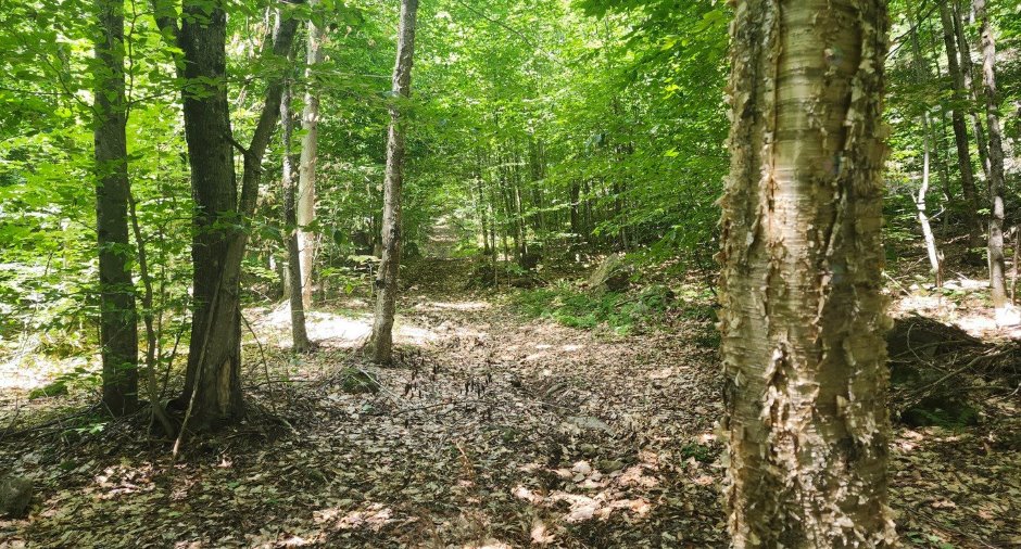 Terre/Terrain