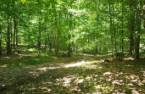 Terre à bois