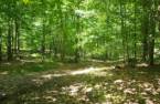 Terre à bois