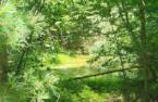 Terre à bois