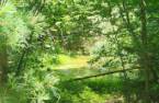 Terre à bois