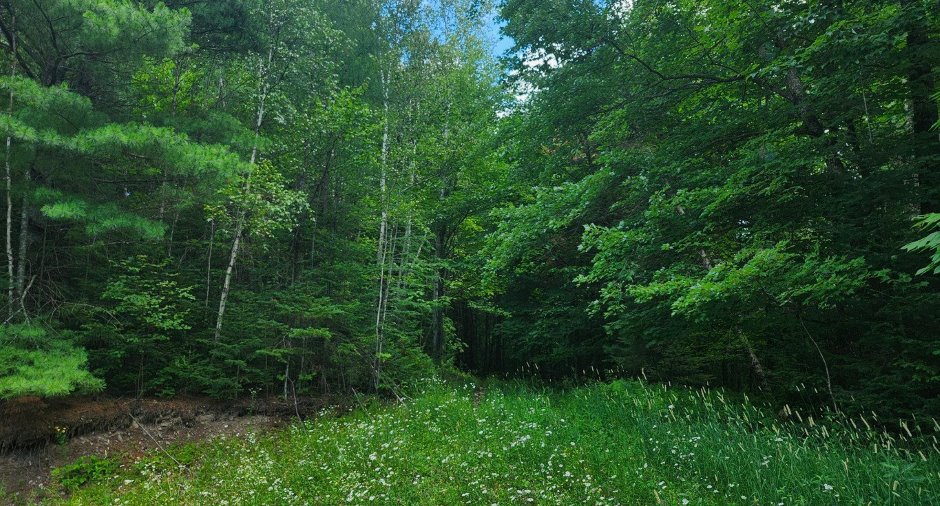 Terre/Terrain