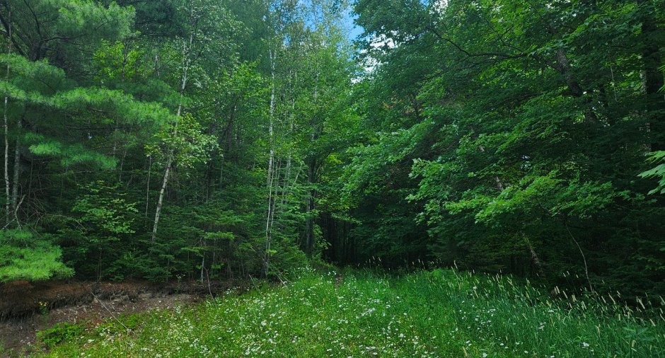 Terre/Terrain