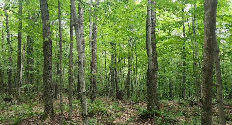 Terre/Terrain
