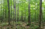 Terre/Terrain