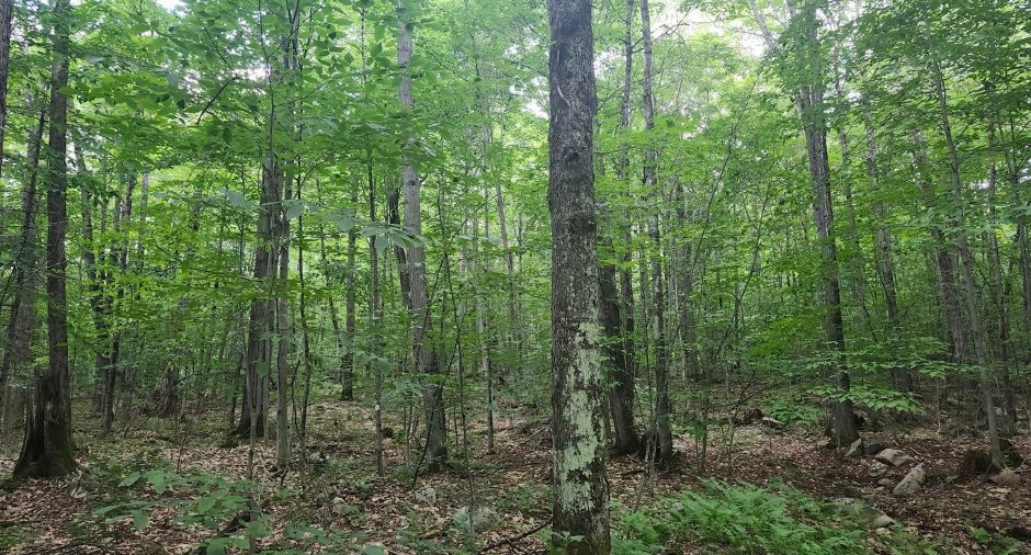 Terre/Terrain