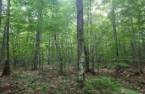 Terre/Terrain
